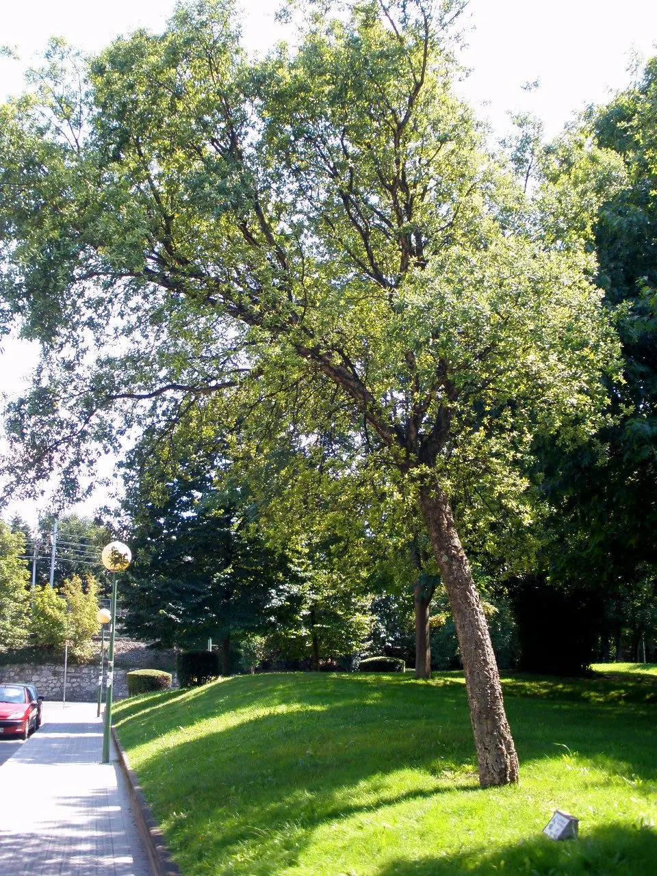 Cork Oak (Quercus Suber) — tree for full; with a moderate growth rate