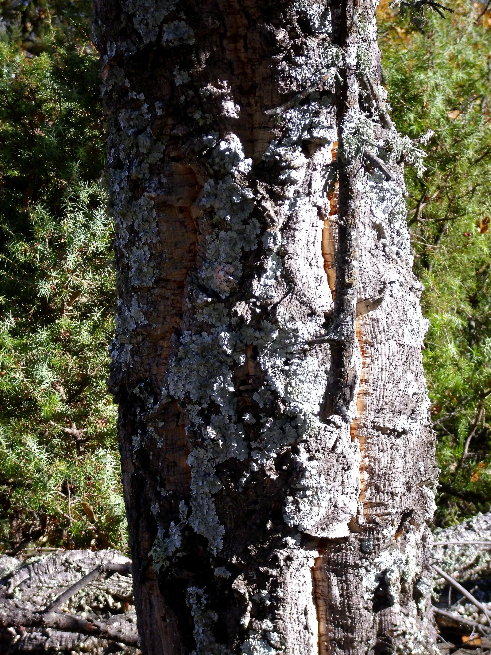Cork Oak (Quercus Suber) — The leaves are dark green