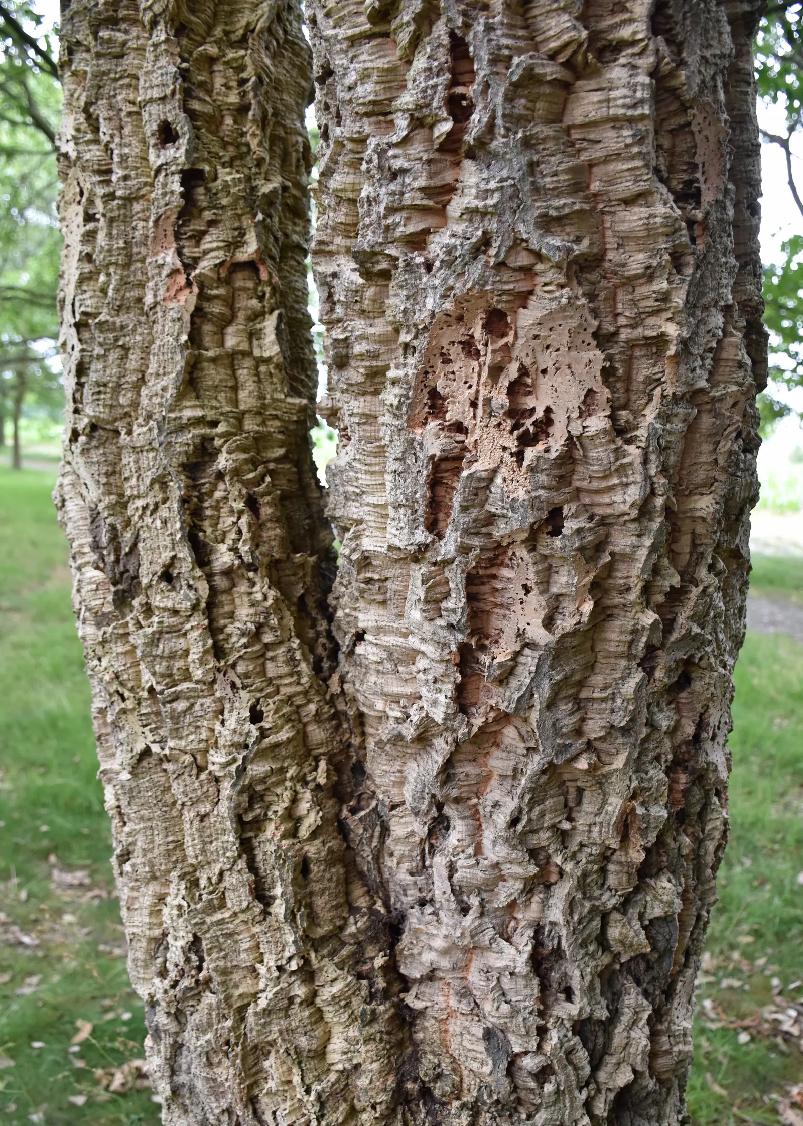 Cork Oak (Quercus Suber) — Native to the Mediterranean region; the leaves are dark green, image 48