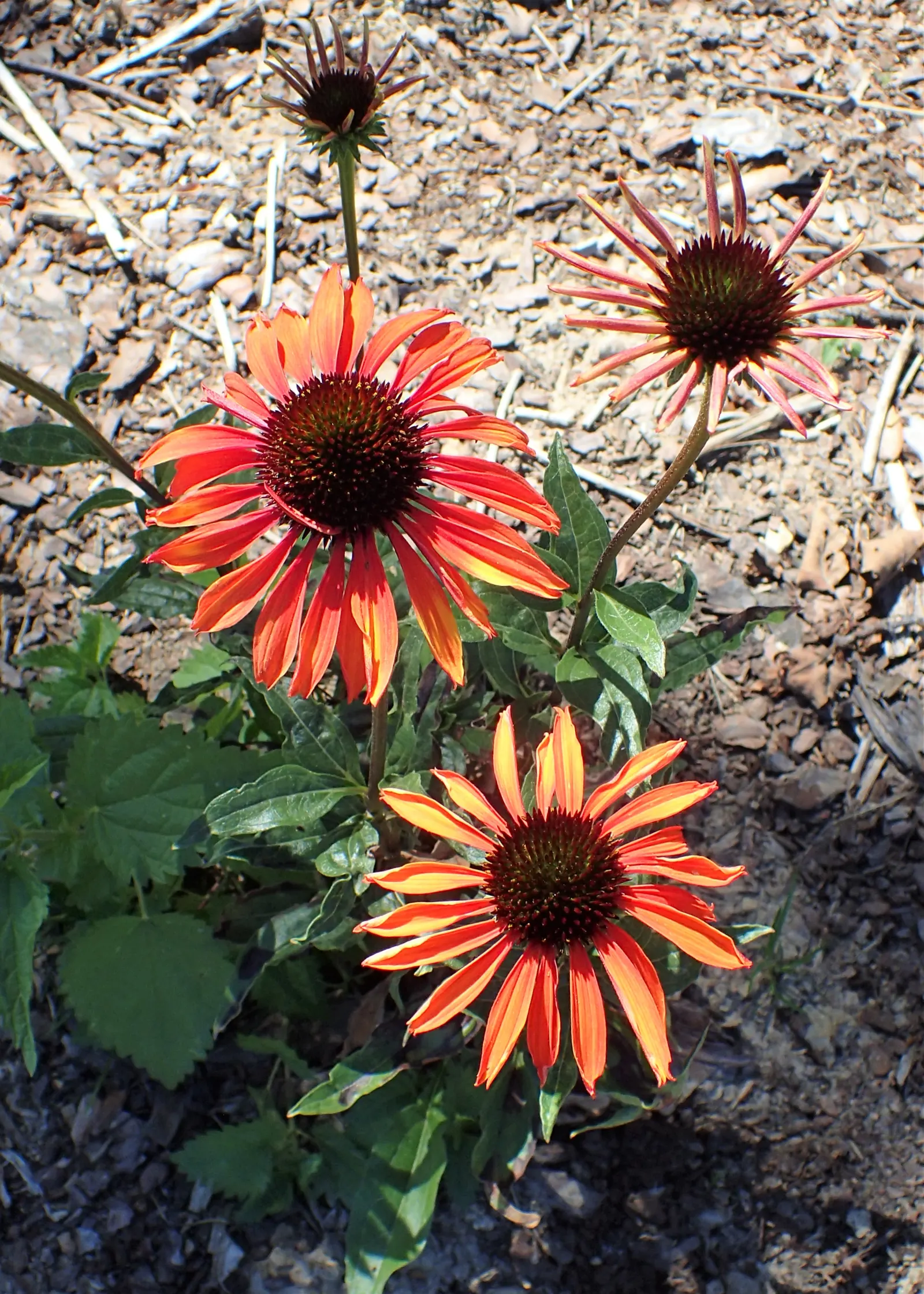 Firebird Coneflower (Echinacea 'Firebird') — spiky gold-brown central cone