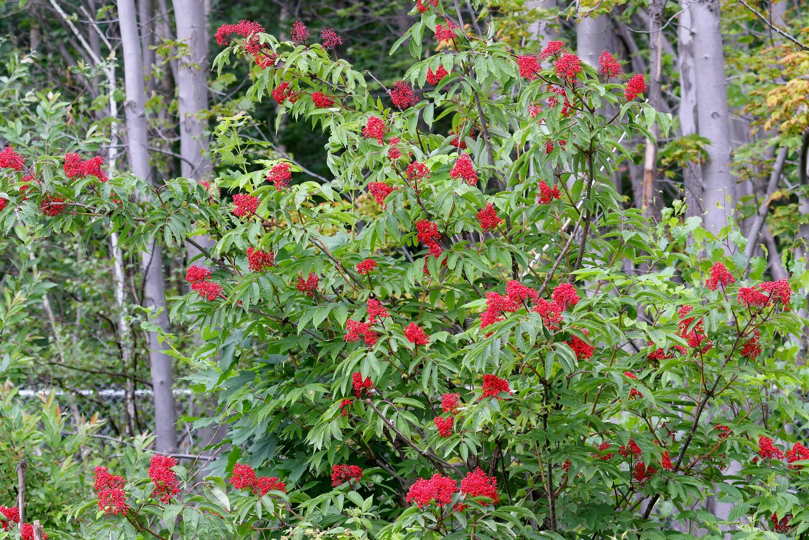 Scarlet Elderberry (Sambucus Pubens) — The Scarlet Elderberry (Sambucus pubens) is a deciduous shrub thriving in zones 3-8