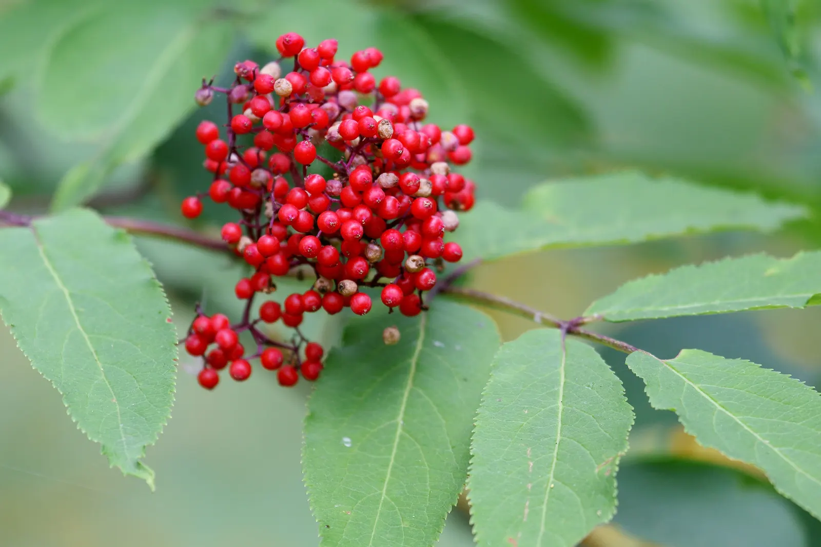 Scarlet Elderberry (Sambucus Pubens) — Drought-tolerant once established, it requires moderate maintenance; shrub / tree with white blooms, image 46