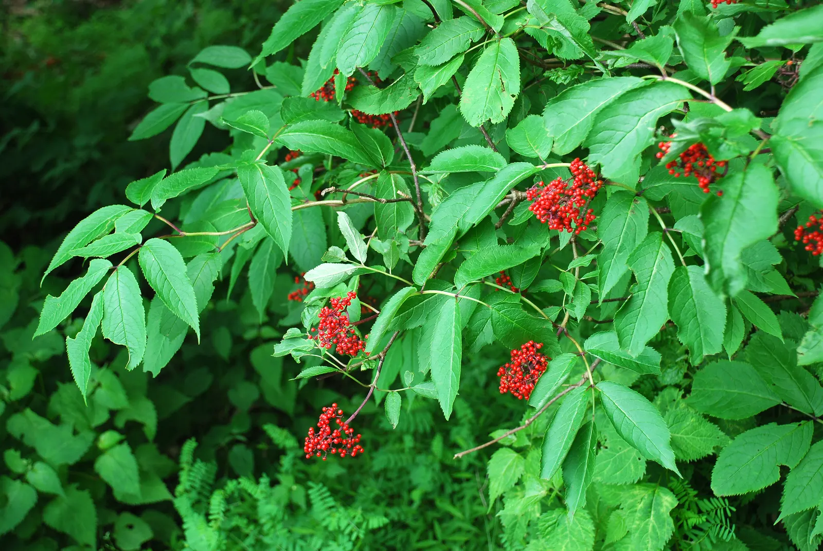 Scarlet Elderberry (Sambucus Pubens) — scientifically named Sambucus pubens