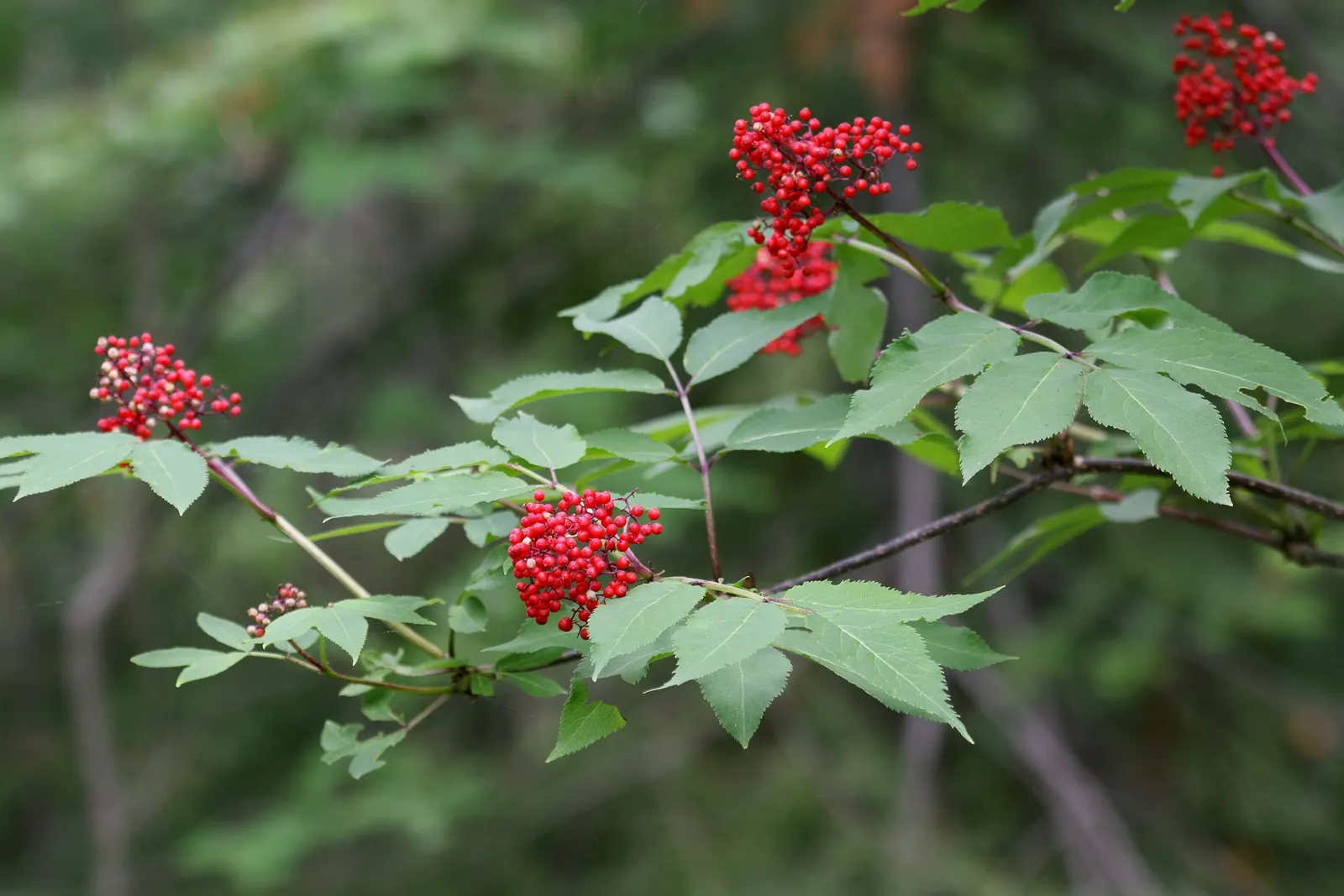 Scarlet Elderberry (Sambucus Pubens) — While it is relatively low-maintenance, annual pruning will encourage new growth and a more desirable form; with