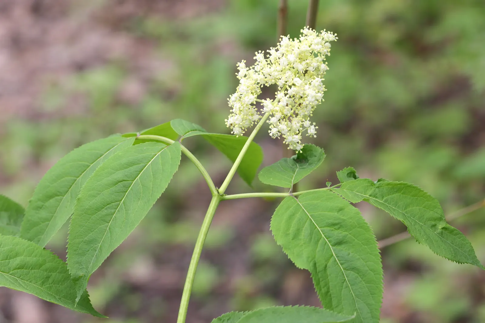 Scarlet Elderberry (Sambucus Pubens) — notable for its striking bright red berries and white spring blossoms; not only do these berries provide a, image 42