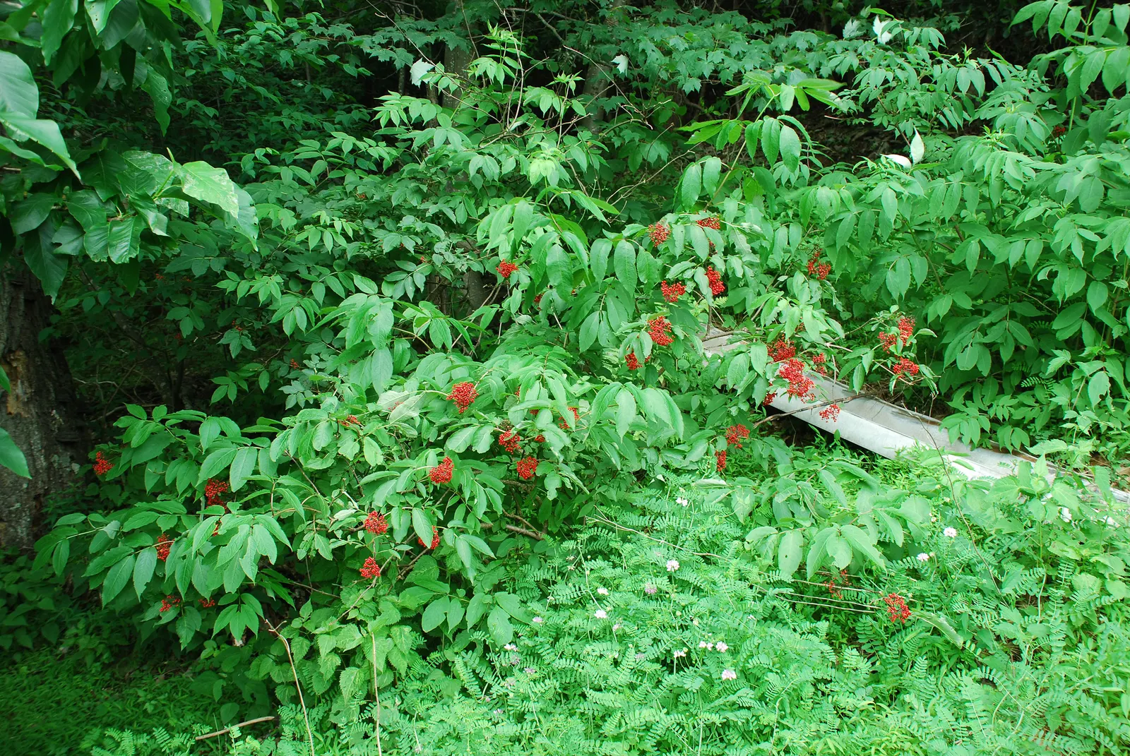 Scarlet Elderberry (Sambucus Pubens) — with individual leaflets ranging from 2 to 6 inches long; while it is relatively low-maintenance, annual, image 48