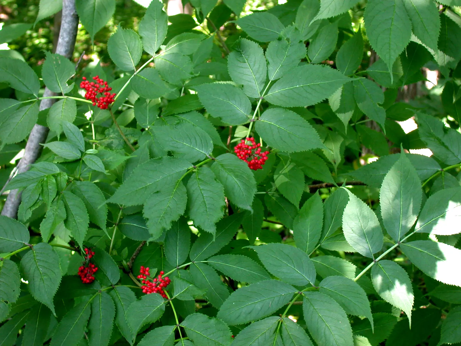 Scarlet Elderberry (Sambucus Pubens) — By mid-summer, these flowers give way to scarlet berries approximately 1/8 to 1/4 inch in diameter