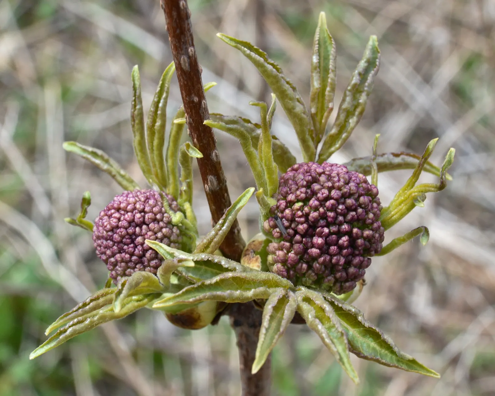Scarlet Elderberry (Sambucus Pubens) — it prefers well-drained soil and full sun to partial shade; ideal for wildlife gardens, its berries attract birds while