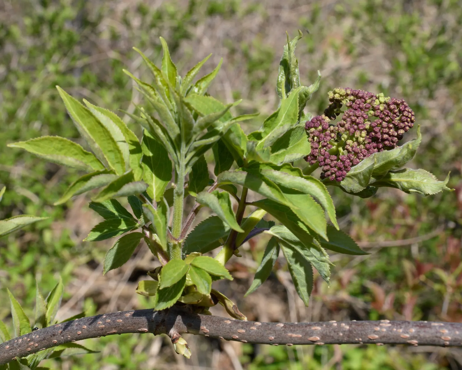 Scarlet Elderberry (Sambucus Pubens) — Drought-tolerant once established, it requires moderate maintenance; shrub / tree with white blooms