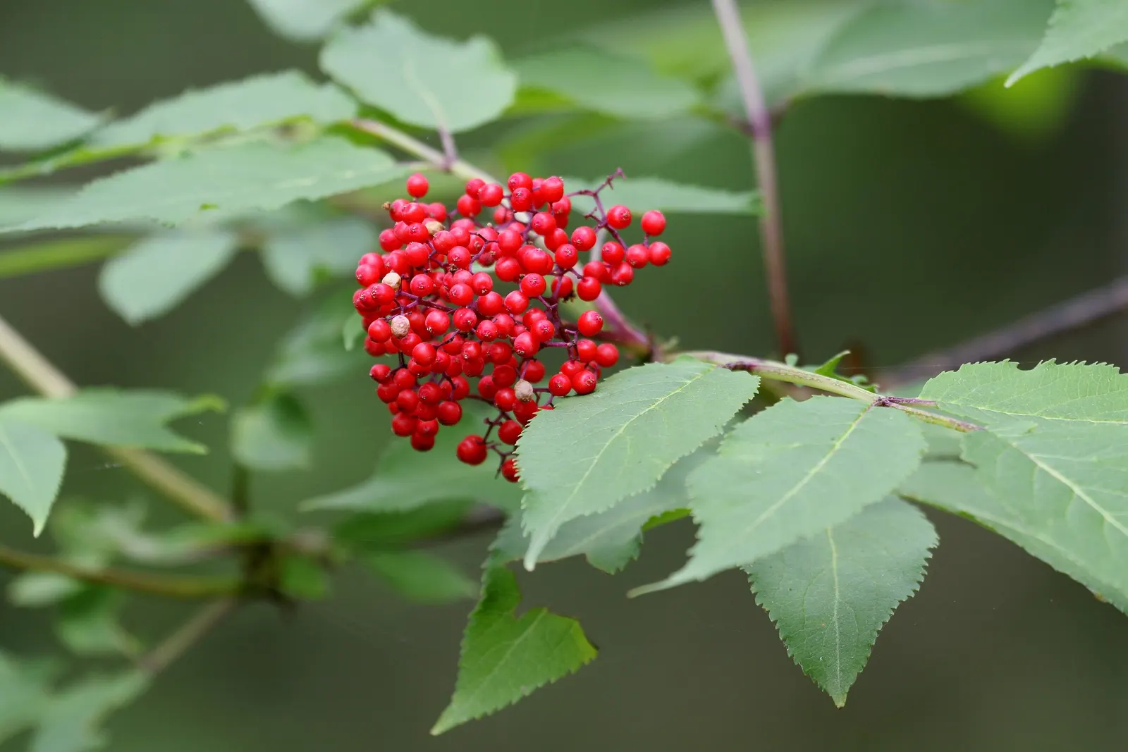 Scarlet Elderberry (Sambucus Pubens) — white flowers in the garden; mature at 10-20 feet in height and 8-15 feet in width