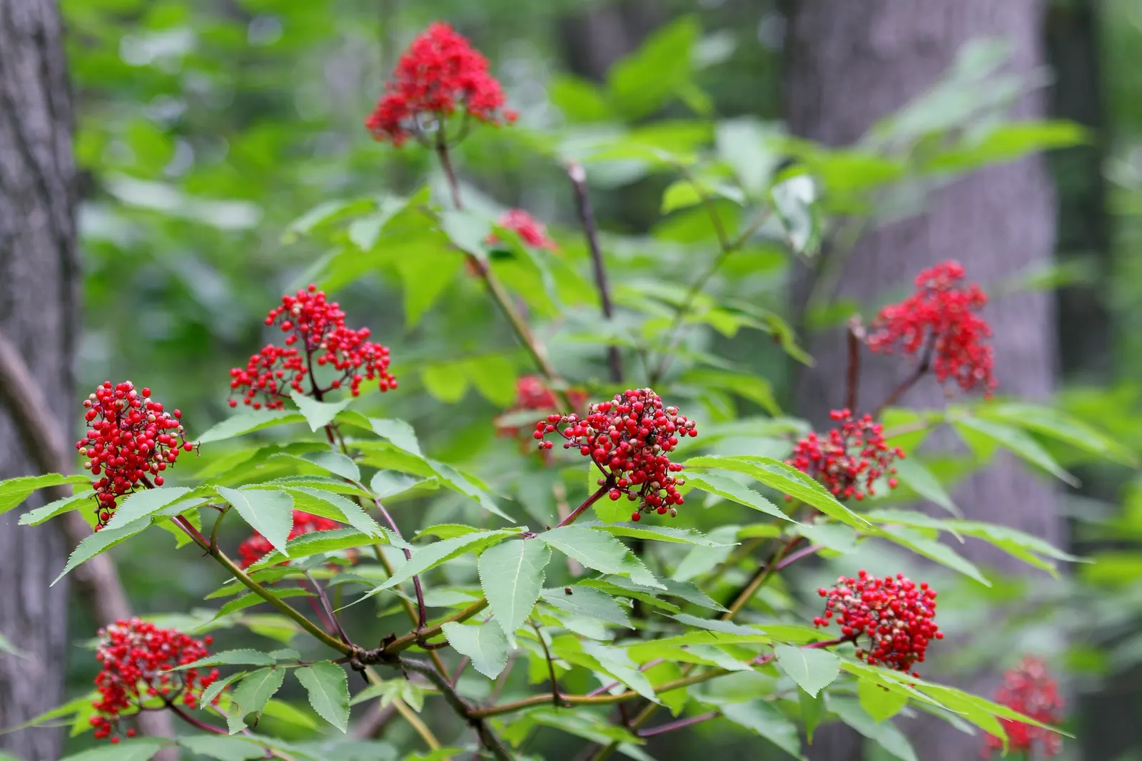 Scarlet Elderberry (Sambucus Pubens) — notable for its striking bright red berries and white spring blossoms