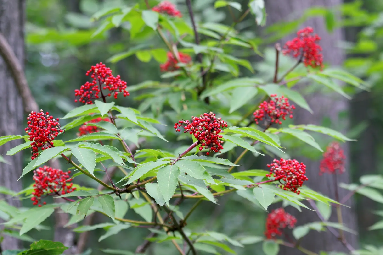 Scarlet Elderberry (Sambucus Pubens) — shrub / tree with white blooms; by mid-summer, these flowers give way to scarlet berries approximately 1/8 to 1/4 inch