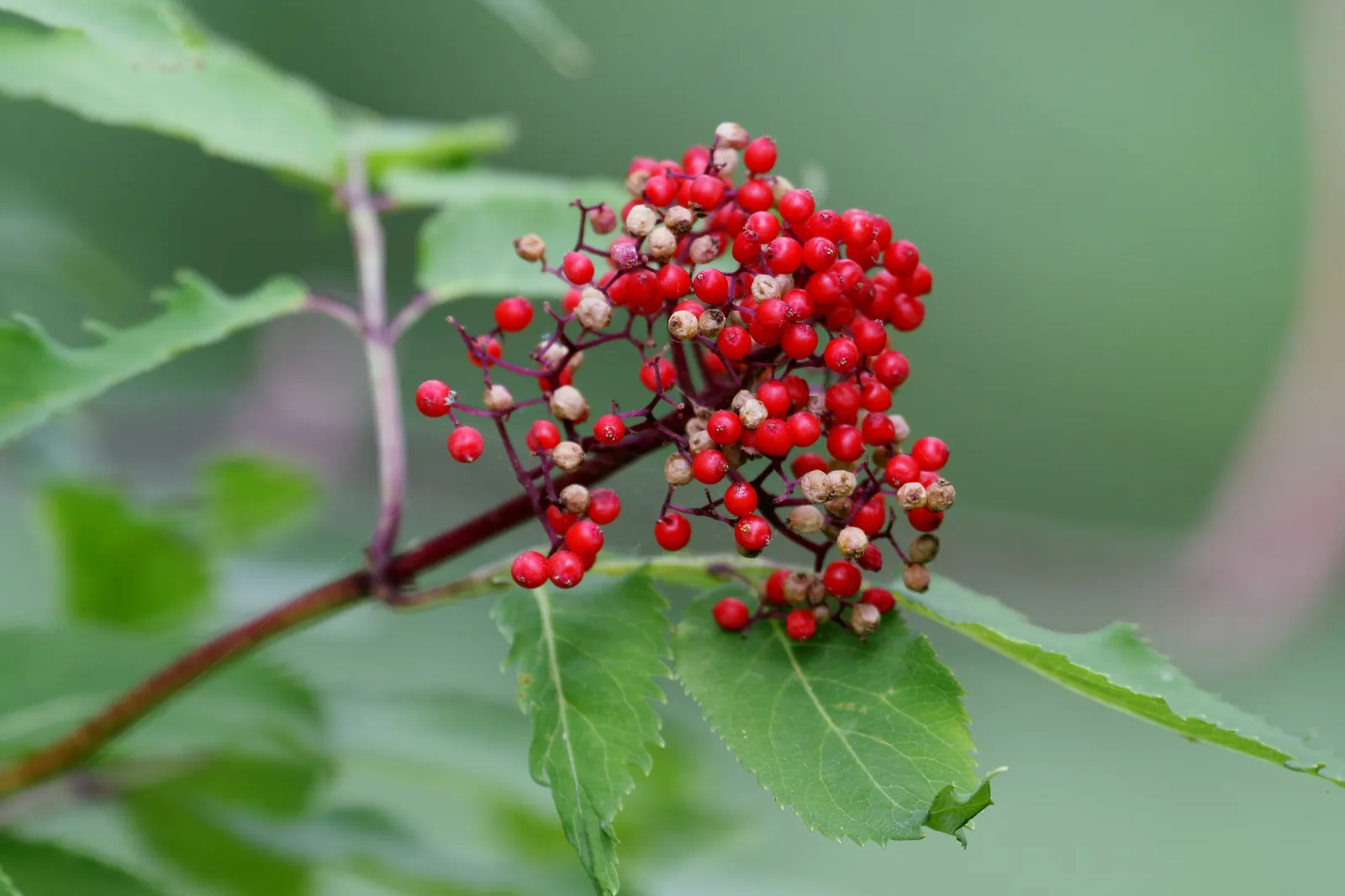 Scarlet Elderberry (Sambucus Pubens) — Mature at 10-20 feet in height and 8-15 feet in width; white flowers in the garden, image 43