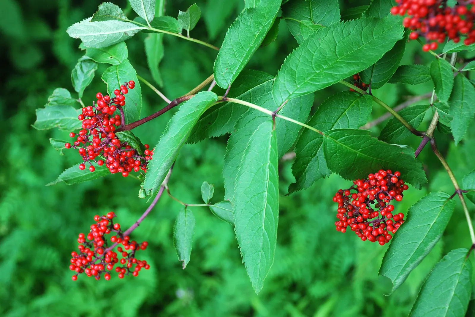 Scarlet Elderberry (Sambucus Pubens) — Mature at 10-20 feet in height and 8-15 feet in width; white flowers in the garden