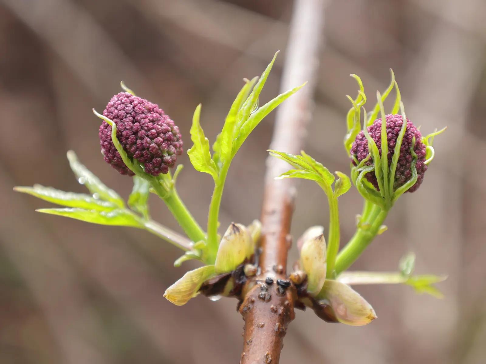 Scarlet Elderberry (Sambucus Pubens) — Mature at 10-20 feet in height and 8-15 feet in width