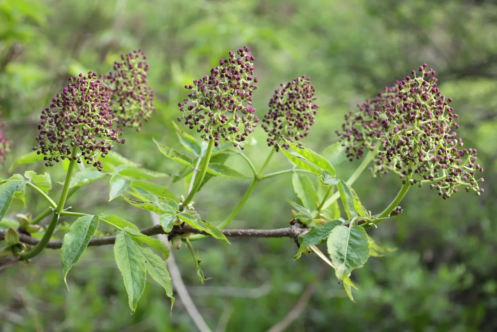 Scarlet Elderberry (Sambucus Pubens) — but they also serve as a food source for local birds and wildlife.<br><br>For optimal growth