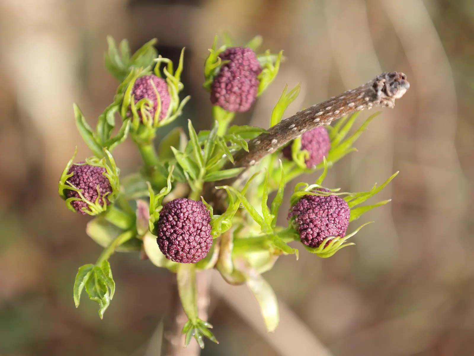 Scarlet Elderberry (Sambucus Pubens) — consider its bold appearance for focal points