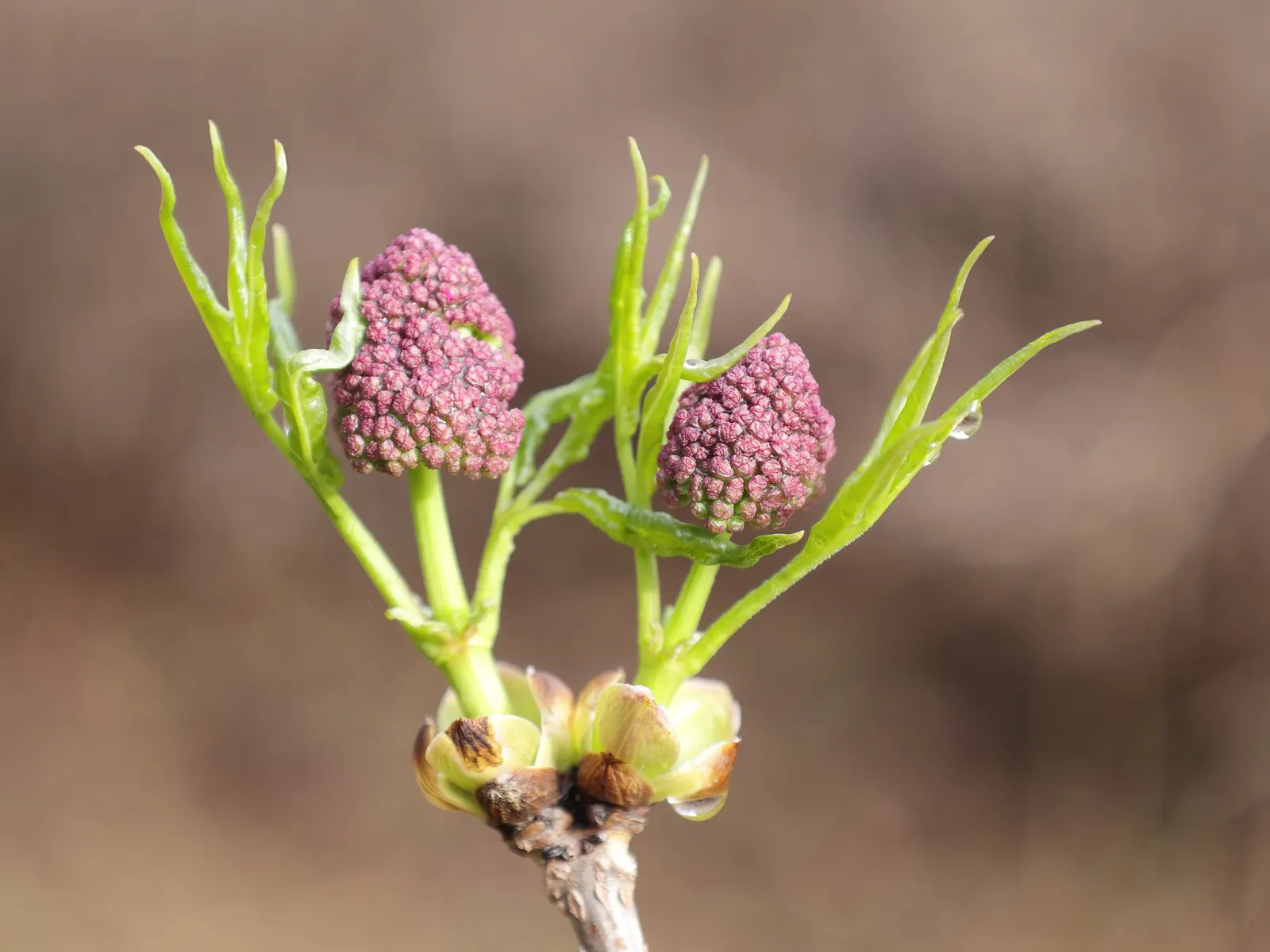 Scarlet Elderberry (Sambucus Pubens) — scientifically named Sambucus pubens; drought-tolerant once established, it requires moderate maintenance, image 47