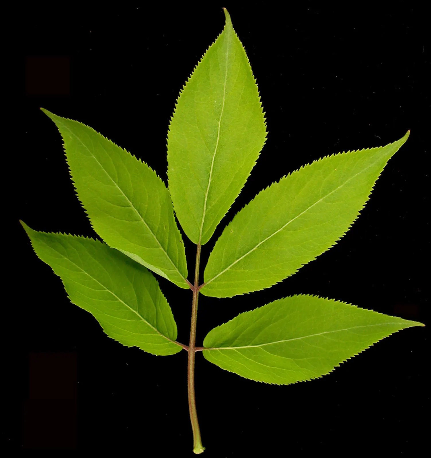 Scarlet Elderberry (Sambucus Pubens) — it prefers well-drained soil and full sun to partial shade