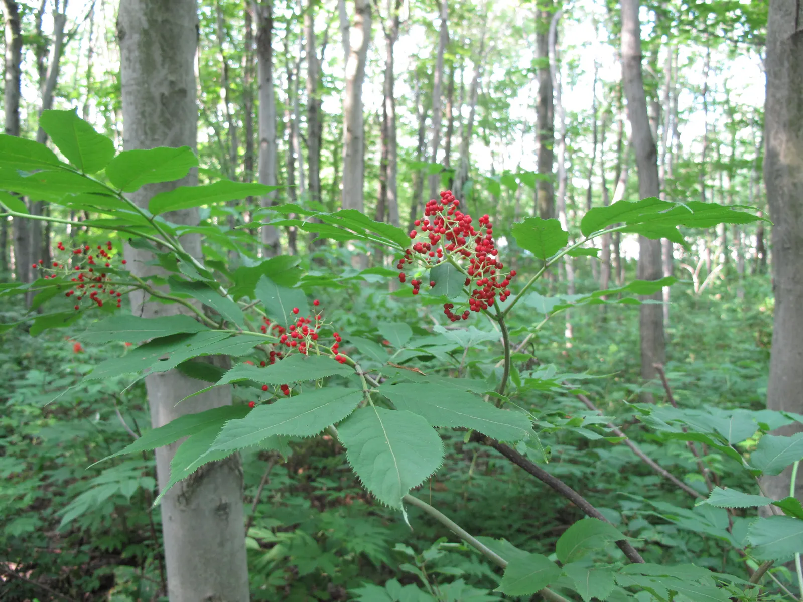 Scarlet Elderberry (Sambucus Pubens) — Not only do these berries provide a striking contrast against the green backdrop of the foliage; note that all parts of