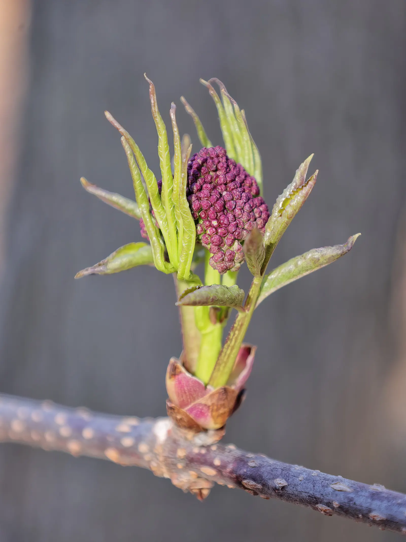 Scarlet Elderberry (Sambucus Pubens) — but they also serve as a food source for local birds and wildlife.<br><br>For optimal growth; the Scarlet Elderberry