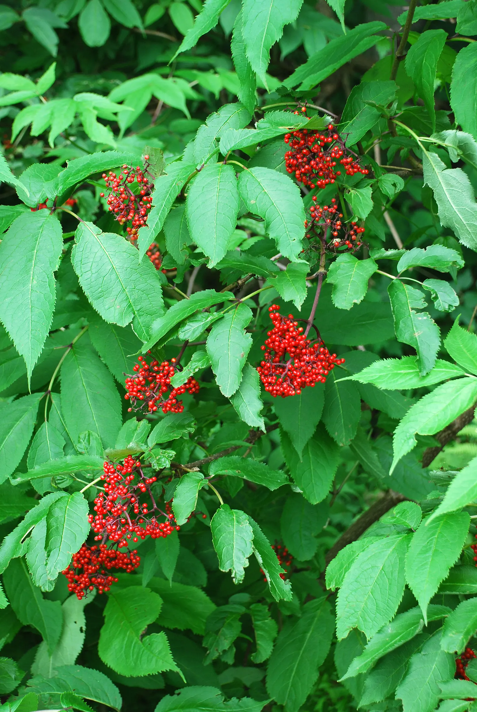 Scarlet Elderberry (Sambucus Pubens) — By mid-summer, these flowers give way to scarlet berries approximately 1/8 to 1/4 inch in diameter; scientifically named