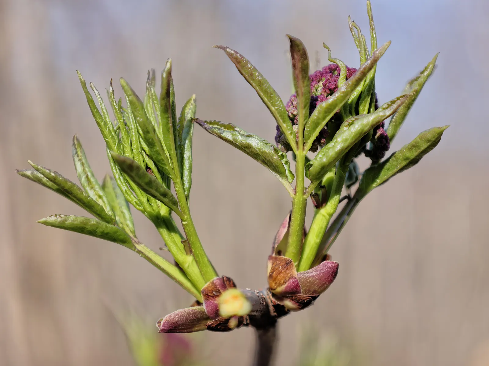 Scarlet Elderberry (Sambucus Pubens) — The Scarlet Elderberry (Sambucus pubens) is a deciduous shrub thriving in zones 3-8; it prefers well-drained, image 41