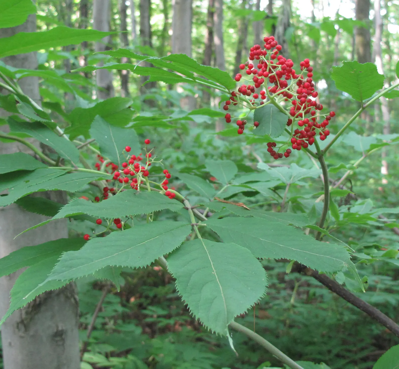 Scarlet Elderberry (Sambucus Pubens) — consider its bold appearance for focal points; in spring, dense clusters of tiny white to pale pink flowers blossom