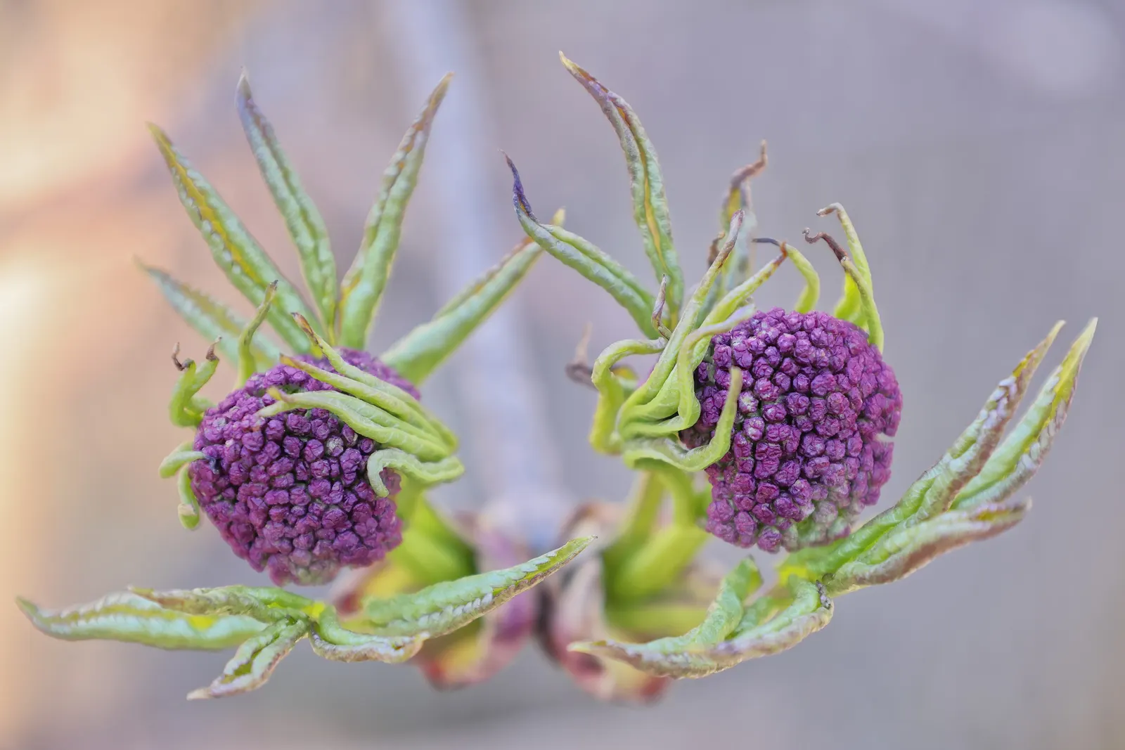 Scarlet Elderberry (Sambucus Pubens) — By mid-summer, these flowers give way to scarlet berries approximately 1/8 to 1/4 inch in diameter, image 50