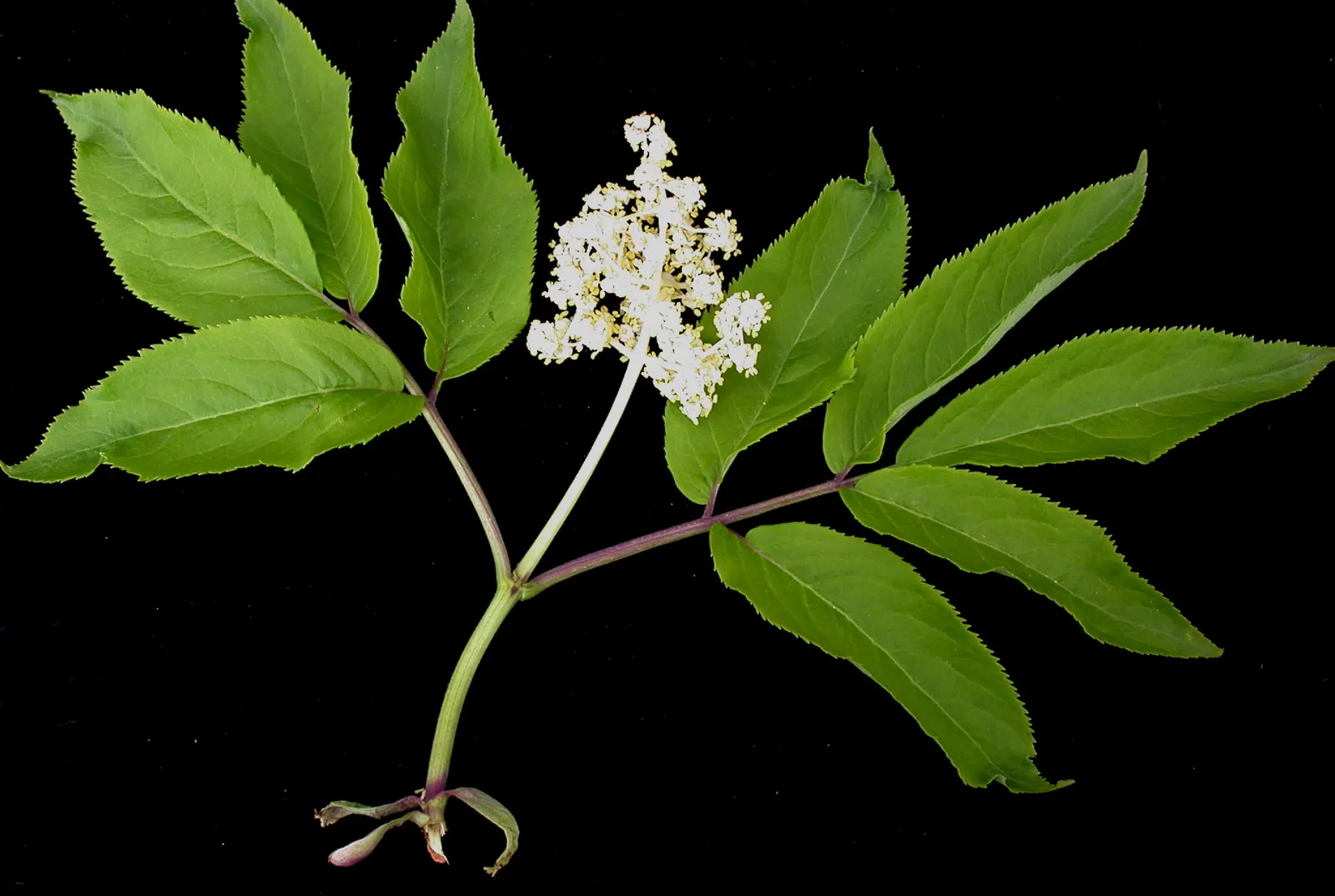 Scarlet Elderberry (Sambucus Pubens) — shrub / tree for full or half or shade
