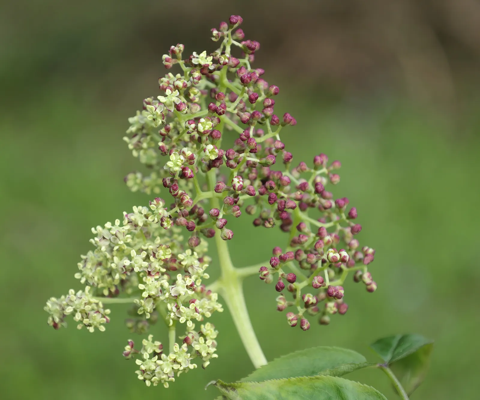 Scarlet Elderberry (Sambucus Pubens) — The Scarlet Elderberry (Sambucus pubens) is a deciduous shrub thriving in zones 3-8; it prefers well-drained soil and