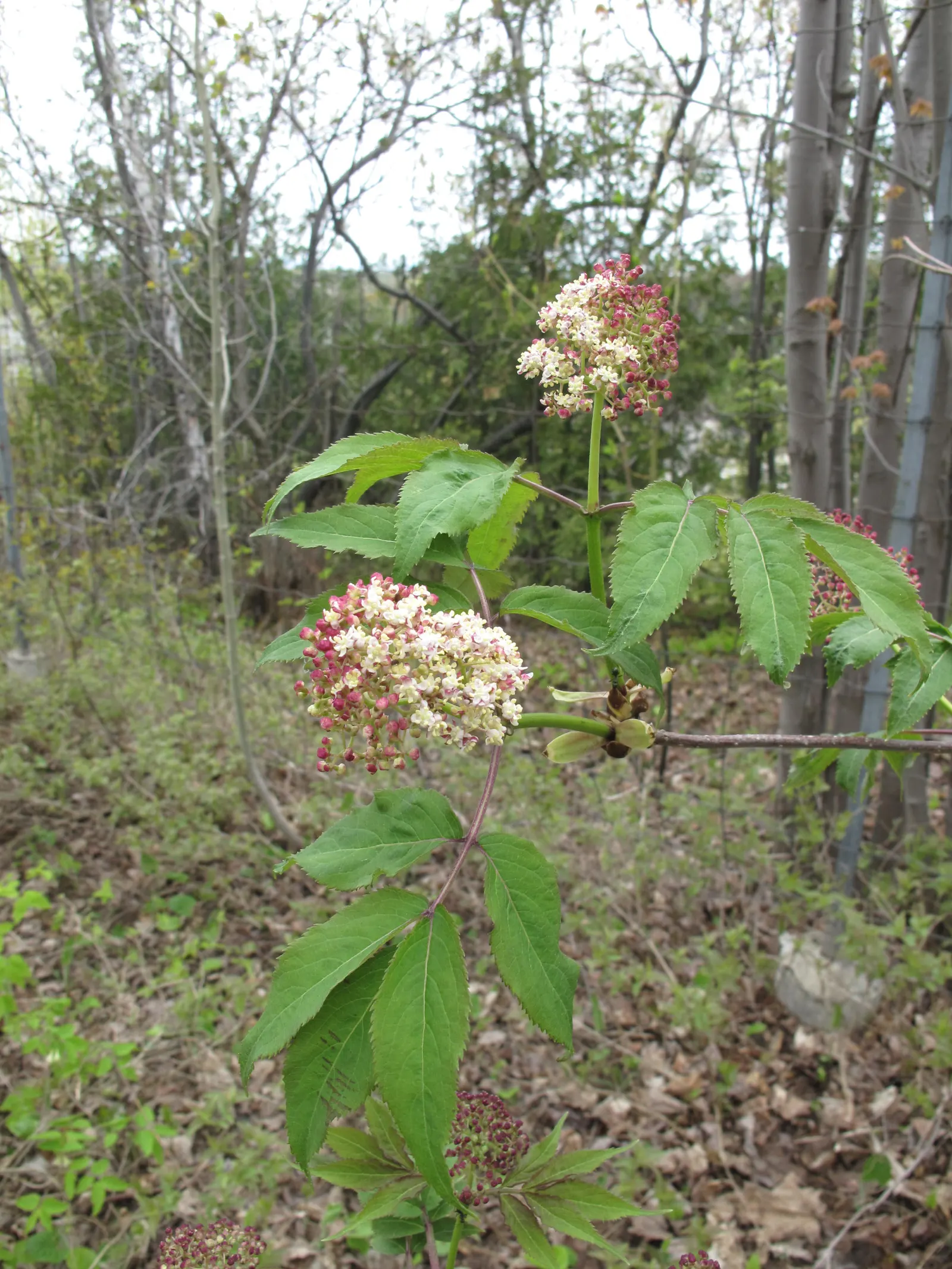 Scarlet Elderberry (Sambucus Pubens) — Ideal for wildlife gardens, its berries attract birds while providing a vibrant, natural screen or accent