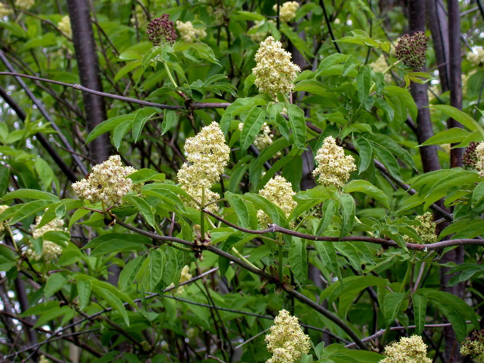 Scarlet Elderberry (Sambucus Pubens) — but they also serve as a food source for local birds and wildlife.<br><br>For optimal growth; the Scarlet, image 52