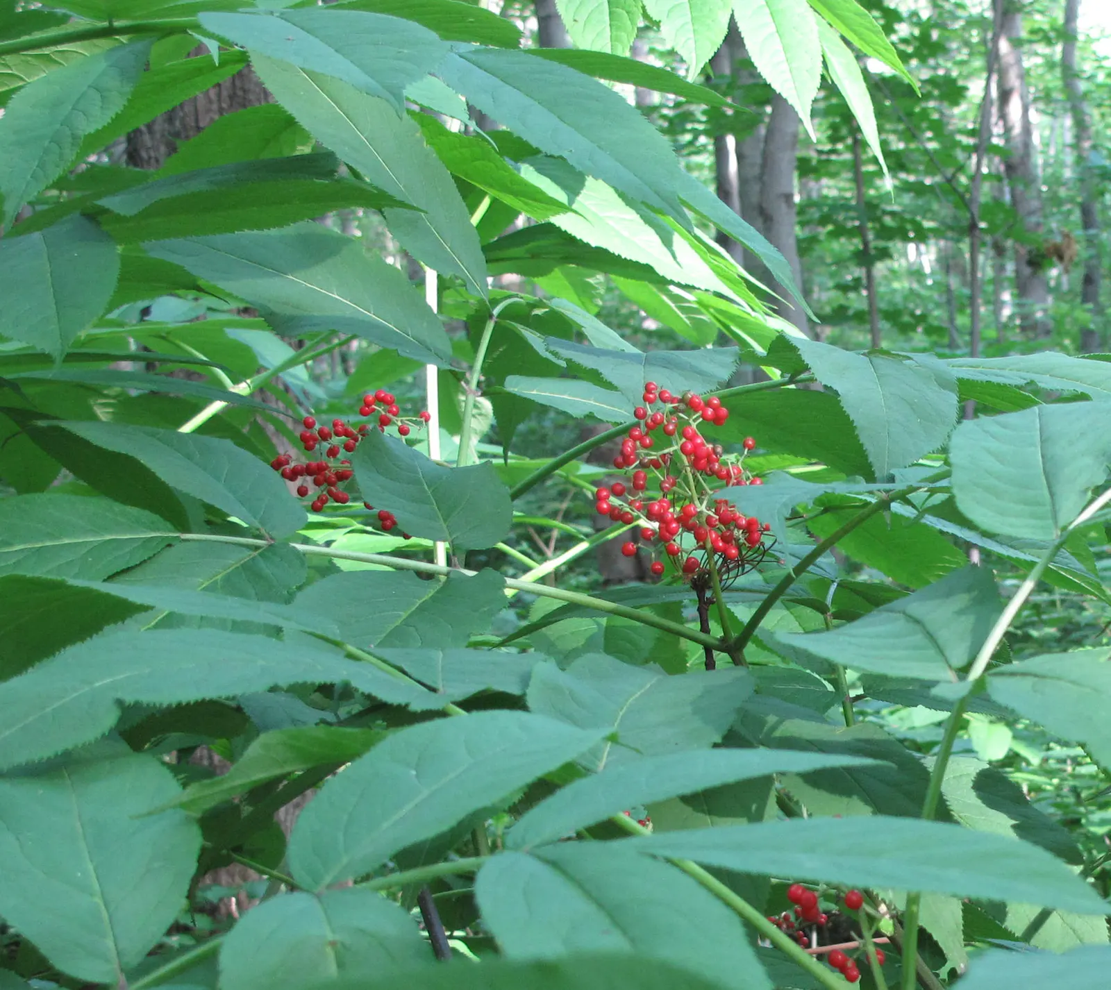 Scarlet Elderberry (Sambucus Pubens) — shrub / tree for full or half or shade; or as part of a wildlife-friendly garden