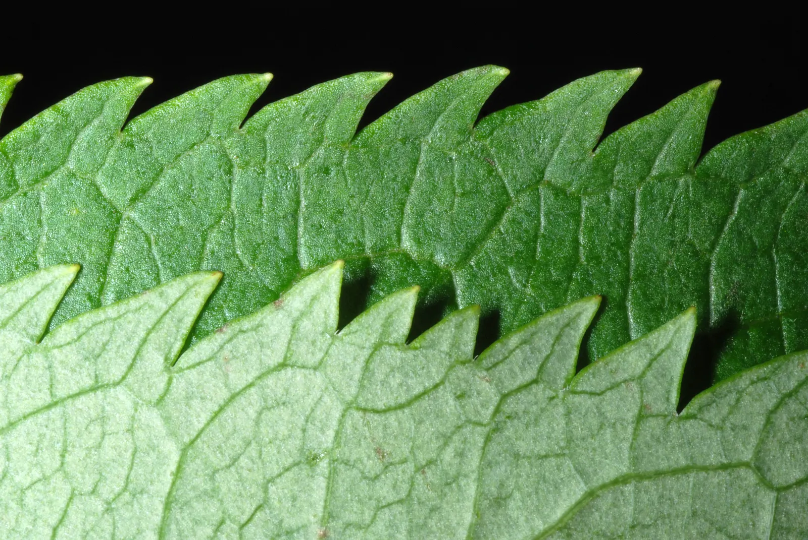 Scarlet Elderberry (Sambucus Pubens) — Note that all parts of the plant; except for the ripe berries, image 54