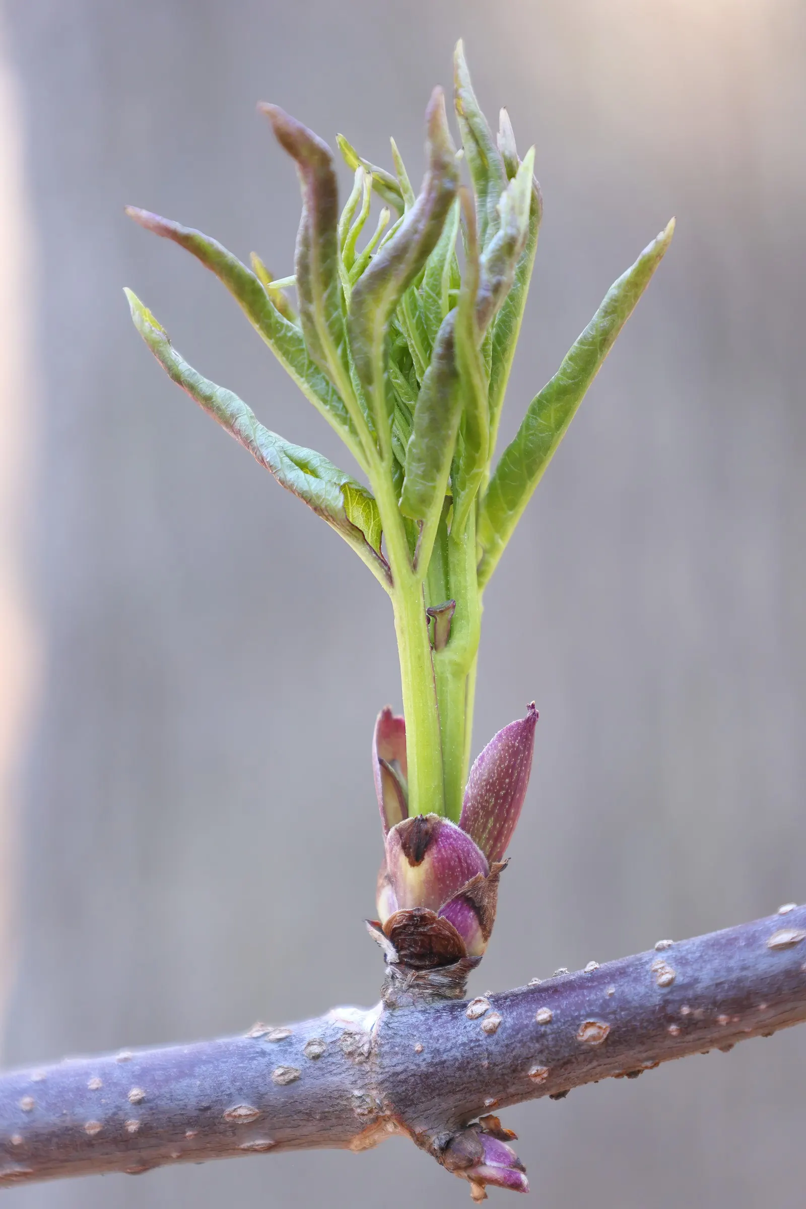 Scarlet Elderberry (Sambucus Pubens) — with individual leaflets ranging from 2 to 6 inches long; while it is relatively low-maintenance, annual pruning will