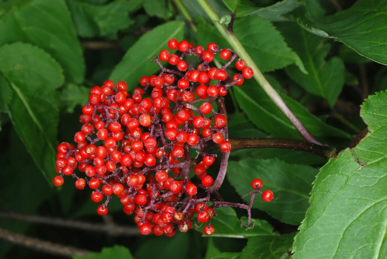 Scarlet Elderberry (Sambucus Pubens) — shrub / tree with white blooms