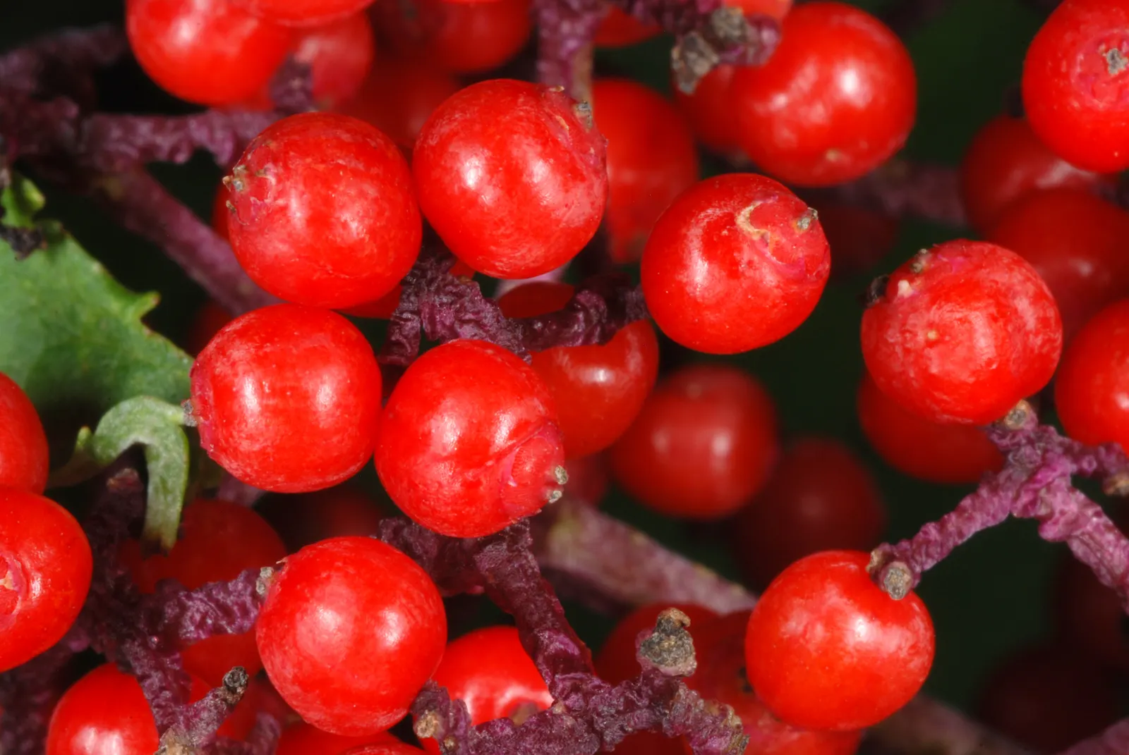 Scarlet Elderberry (Sambucus Pubens) — with individual leaflets ranging from 2 to 6 inches long