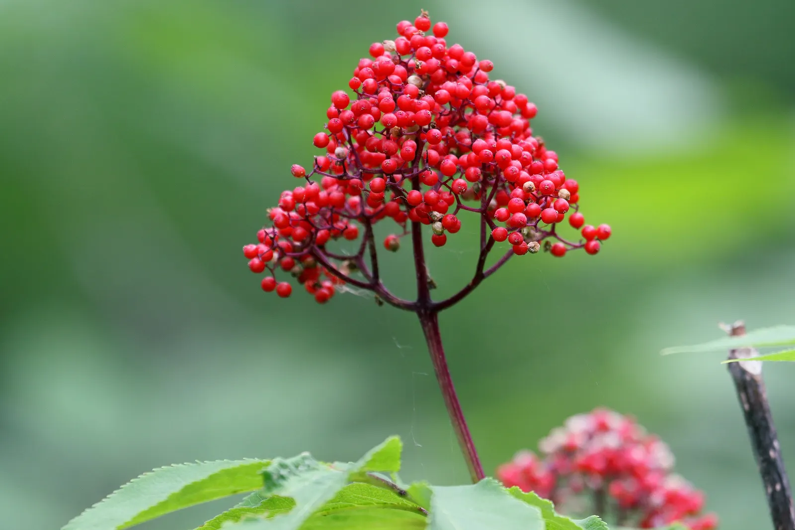 Scarlet Elderberry (Sambucus Pubens) — scientifically named Sambucus pubens; drought-tolerant once established, it requires moderate maintenance