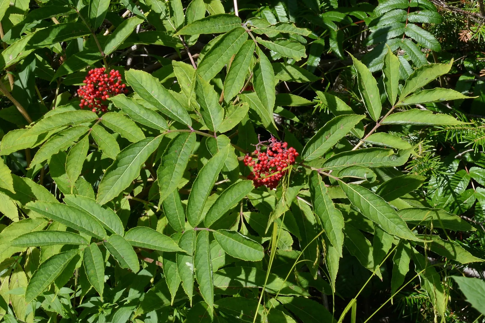Scarlet Elderberry (Sambucus Pubens) — Note that all parts of the plant