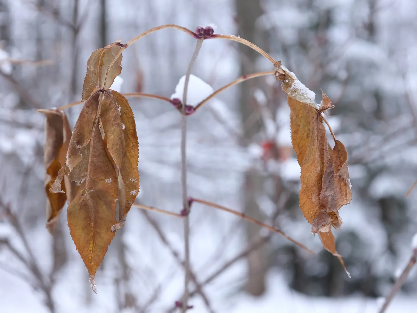 Scarlet Elderberry (Sambucus Pubens) — Note that all parts of the plant; except for the ripe berries