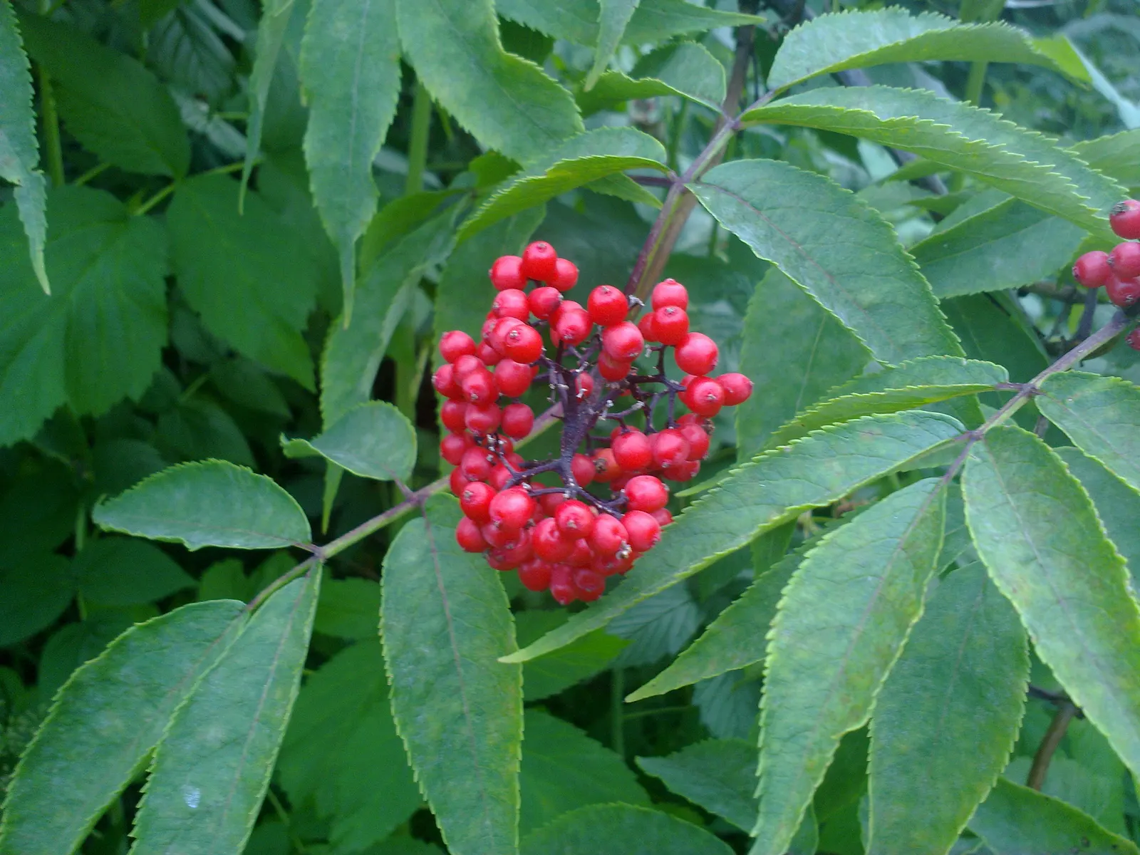 Scarlet Elderberry (Sambucus Pubens) — Not only do these berries provide a striking contrast against the green backdrop of the foliage