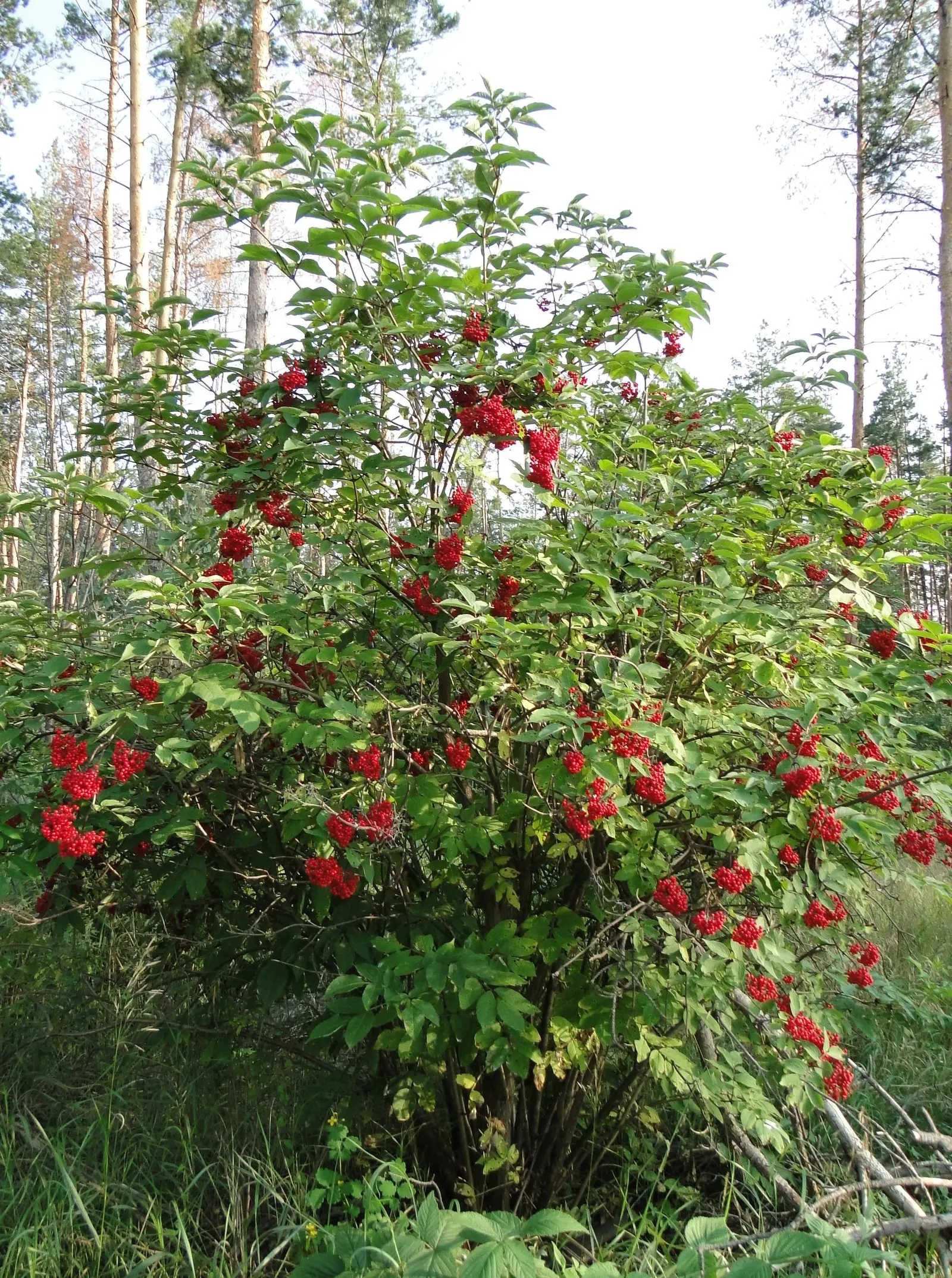 Scarlet Elderberry (Sambucus Pubens) — white flowers in the garden