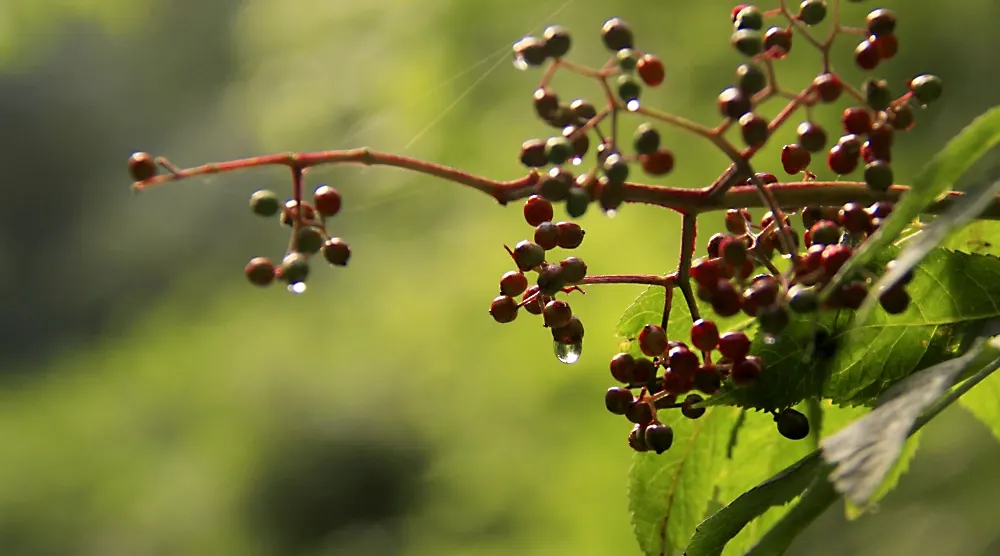 Scarlet Elderberry (Sambucus Pubens) — Drought-tolerant once established, it requires moderate maintenance