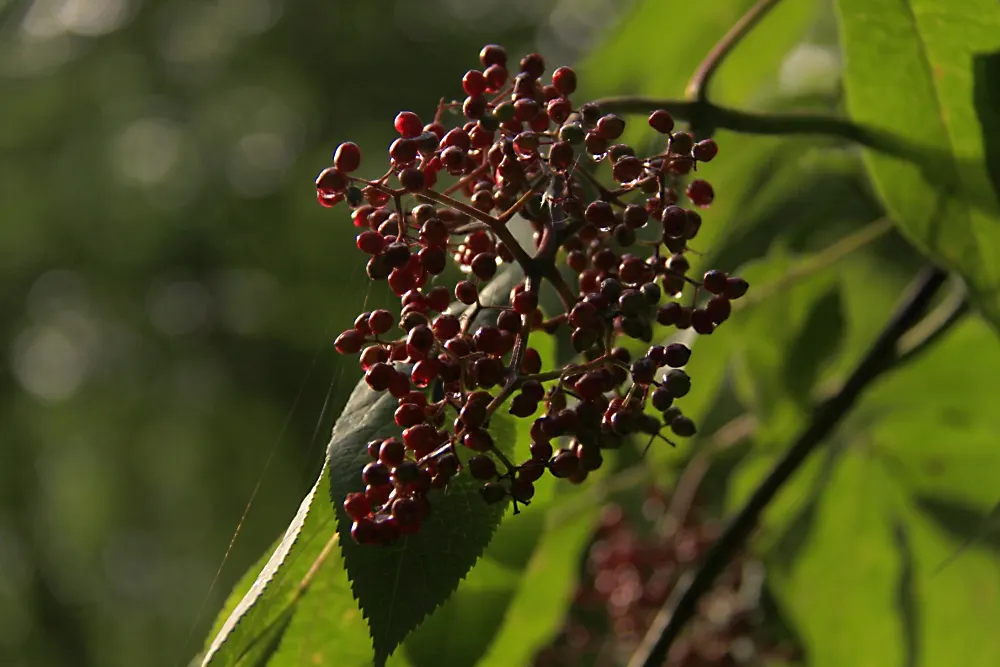 Scarlet Elderberry (Sambucus Pubens) — In spring, dense clusters of tiny white to pale pink flowers blossom, exuding a light, pleasant aroma