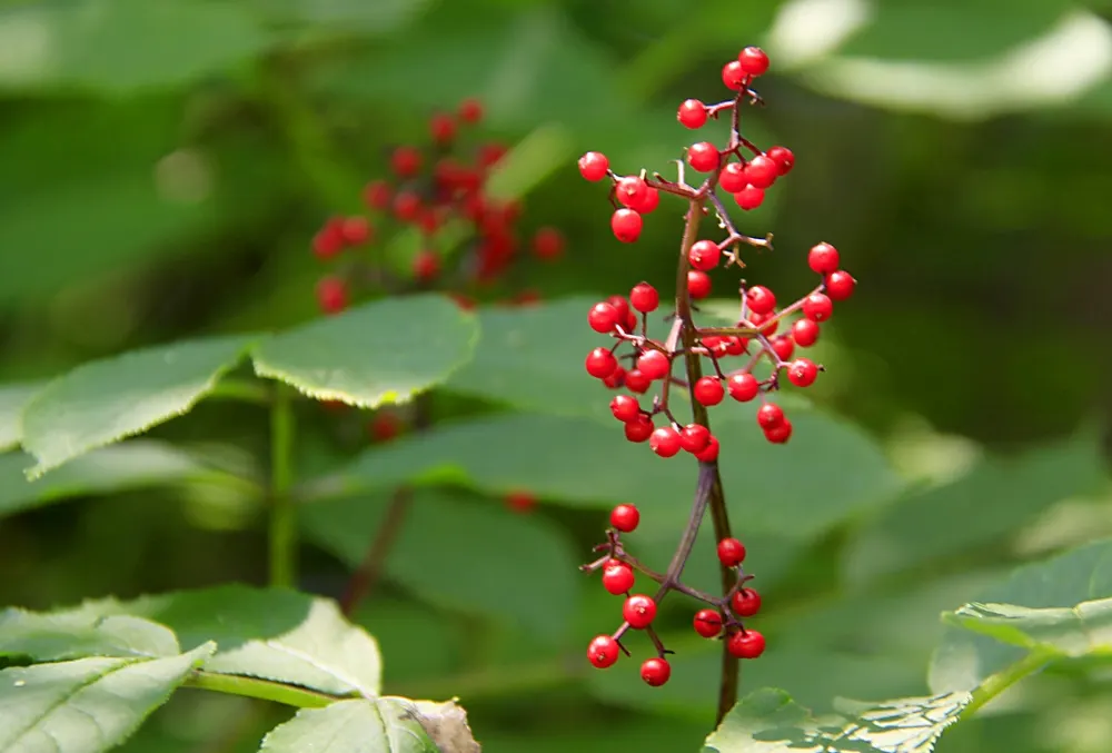 Scarlet Elderberry (Sambucus Pubens) — In spring, dense clusters of tiny white to pale pink flowers blossom, exuding a light, pleasant aroma; shrub / tree for