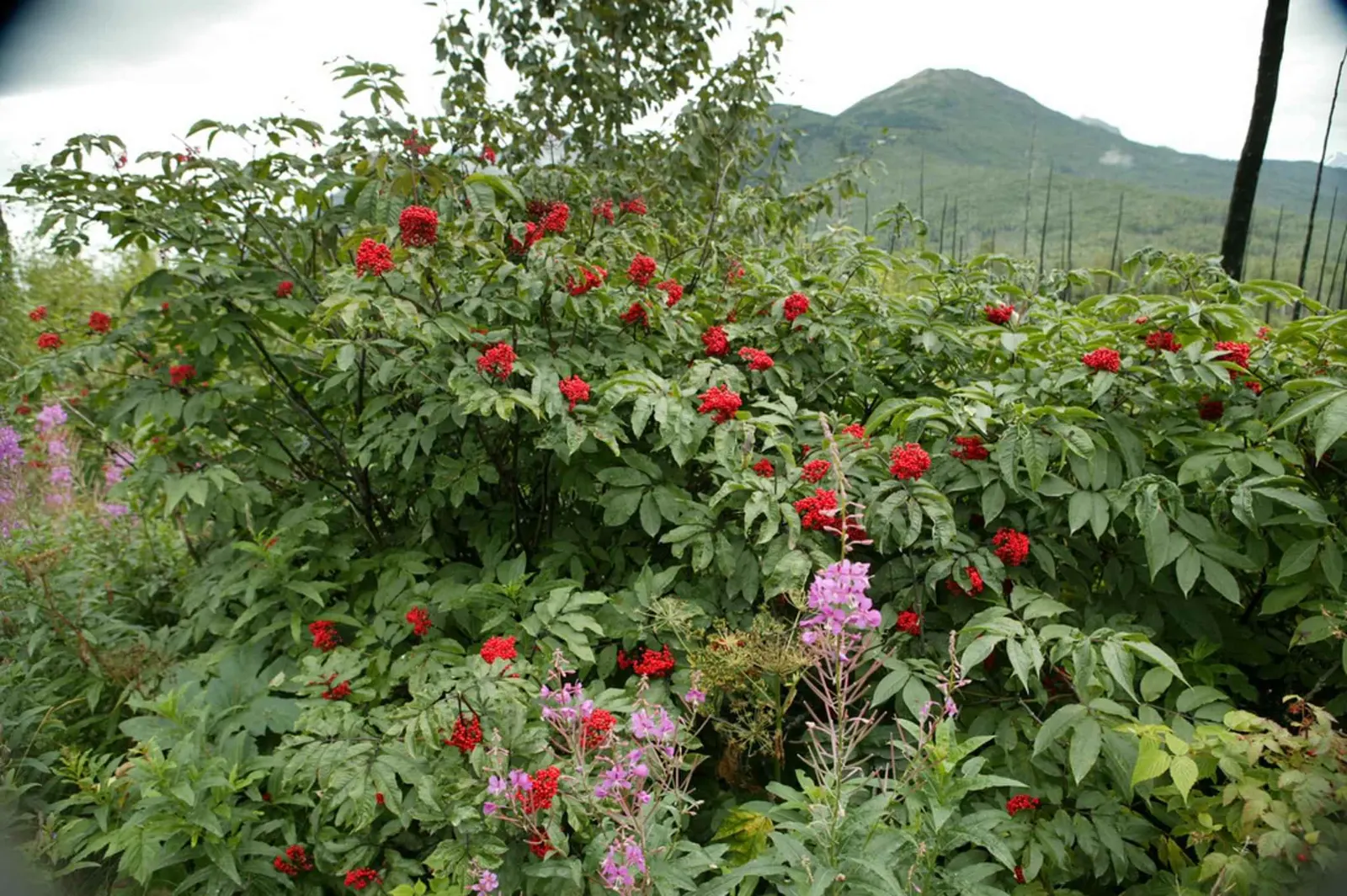 Scarlet Elderberry (Sambucus Pubens) — While it is relatively low-maintenance, annual pruning will encourage new growth and a more desirable form, image 53