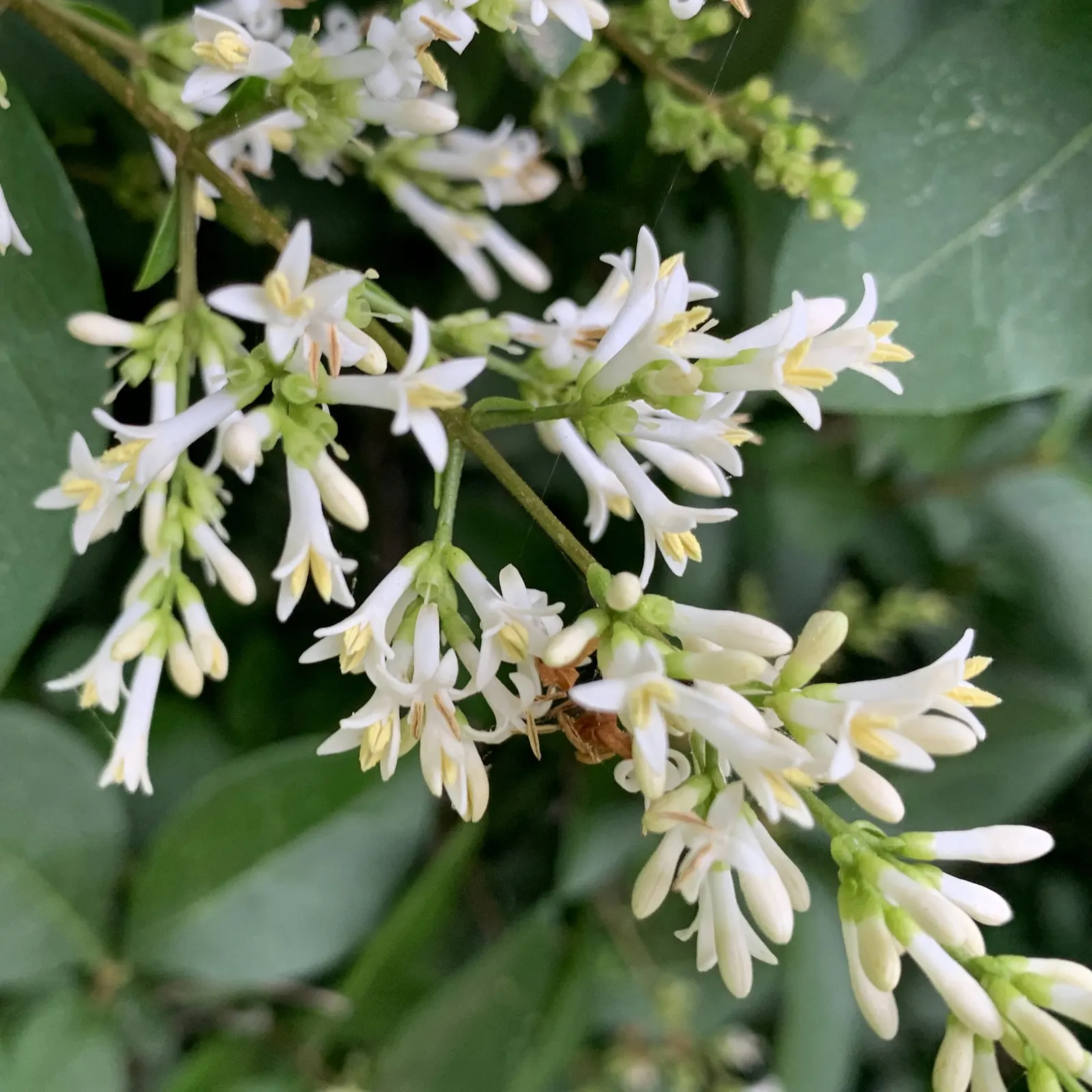 California Privet (Ligustrum Ovalifolium) — <br><br>Watering should be moderate; regular pruning is suggested to maintain the desired shape and health of the