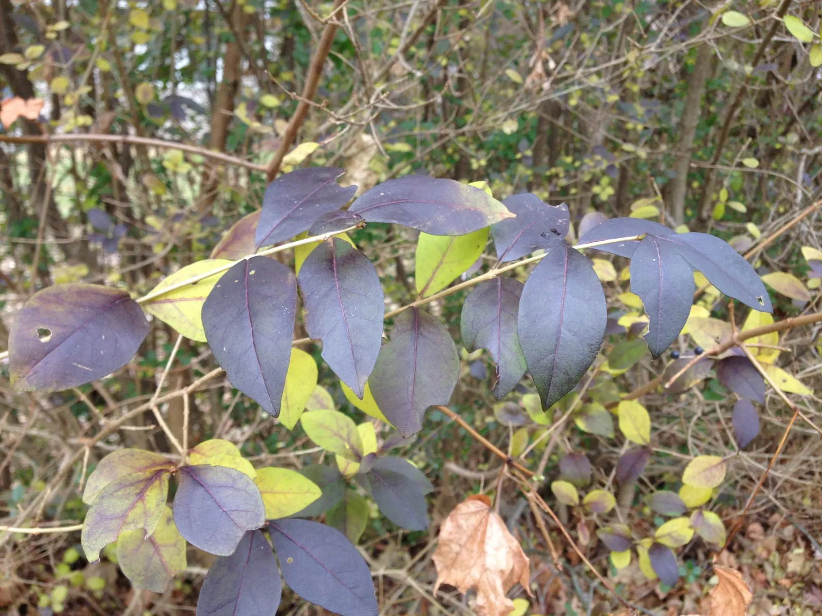 California Privet (Ligustrum Ovalifolium) — Typically reaching heights of 10-15 feet with a spread of 6-8 feet