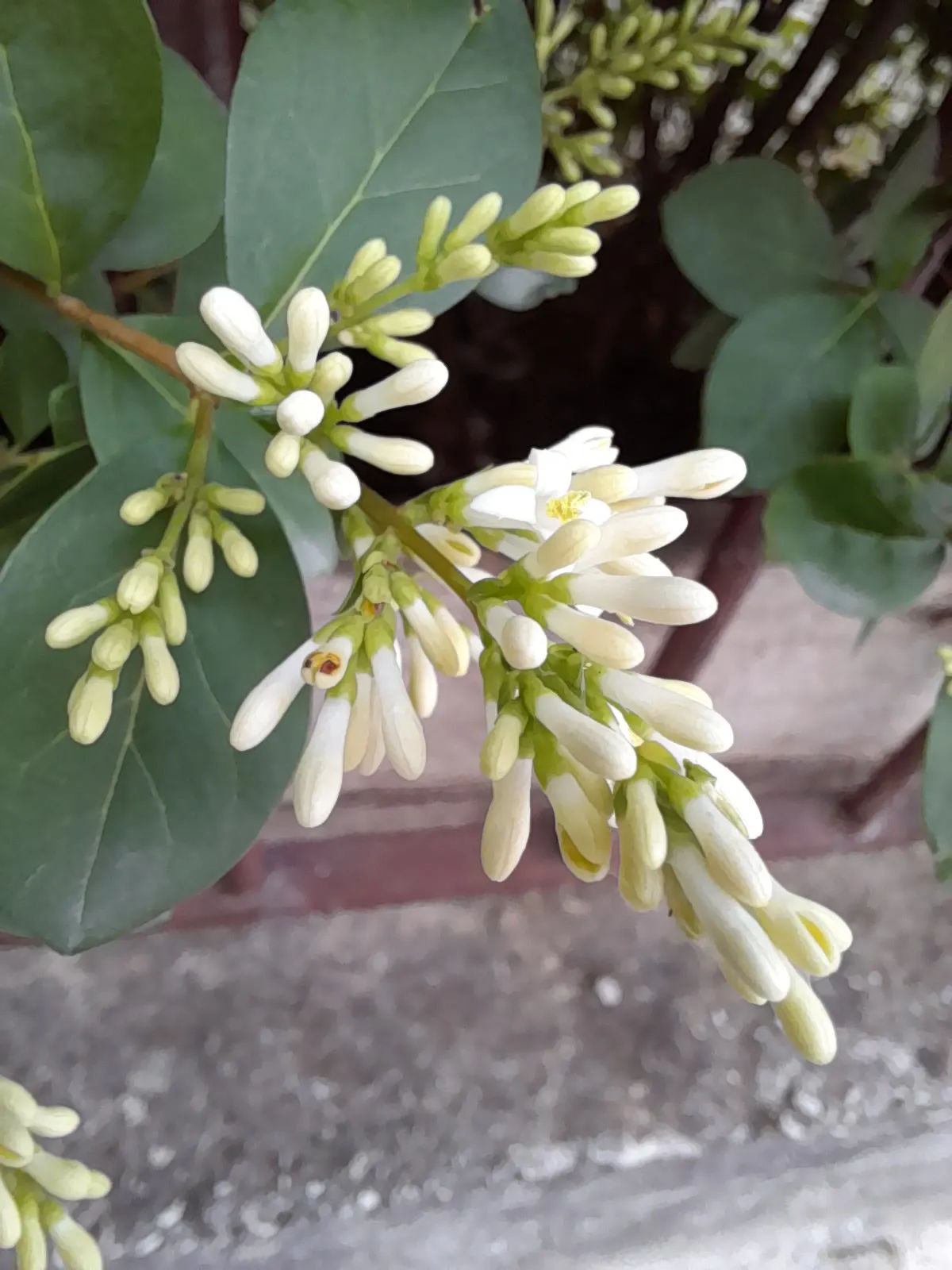 California Privet (Ligustrum Ovalifolium) — Following the flowering period, image 38